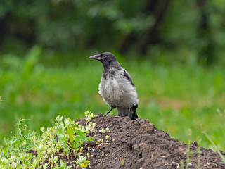   Close up of a Hooded Crow (Corvus cornix). hooded crow (Corvus cornix) in the natural environment. 