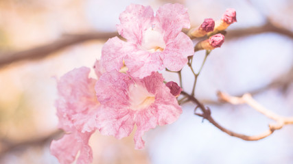 close-up beautiful pink bloosom flower . wedding  or valentine background. love concept .Soft blur focus. In sepia vintage pastel toned