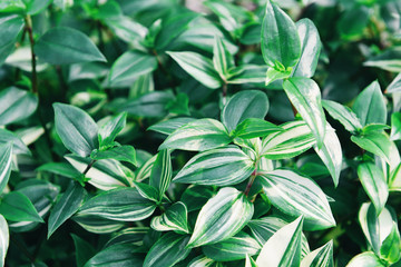 Natural green leaves pattern background - Leaf beautiful in the tropical forest plant jungle