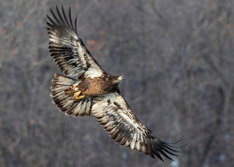 Bald eagle (Haliaeetus leucocephalus) young flying through autumn forest, Saylorville , Iowa, USA
