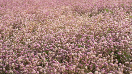 Beautiful pink flower field autumn tree . Photography Background Blooming Romantic Pink Flowers Trees Field Dreamlike Aesthetic Art Wedding Festival Party Lovers background