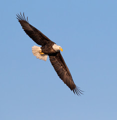 Bald eagle (Haliaeetus leucocephalus) adult soaring in blue sky, Saylorville, Iowa, USA