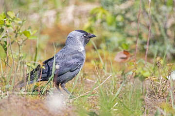 The western jackdaw (Coloeus monedula), also known as the Eurasian jackdaw, European jackdaw, or...