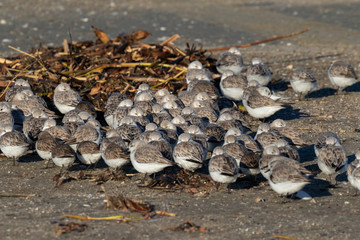 Sanderlings (Calidris alba) hiding from strong wind behind a pile of seagrass at the ocean beach, Galveston, Texas, USA