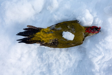 TOTER GRÜNSPECHT . DEAD GREEN WOODPECKER . Picus viridis