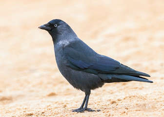 The western jackdaw (Coloeus monedula), also known as the Eurasian jackdaw, European jackdaw, or simply jackdaw, is a passerine bird in the crow family. 