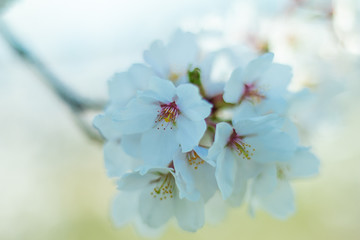 Beautiful cherry blossom sakura in spring time  in Japan.