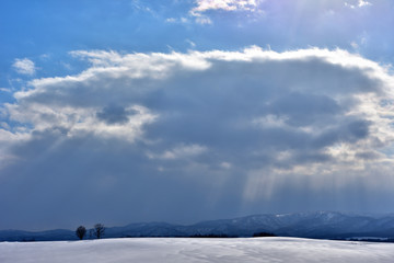 北海道,美瑛,親子の木,