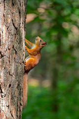 Red Squirrel standing on the branch of a tree in a forest. The red squirrel or Eurasian red squirrel (Sciurus vulgaris) is a species of tree squirrel in the genus Sciurus common throughout Eurasia. 