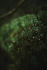 Naklejka premium Close up of tree bark covered with green moss