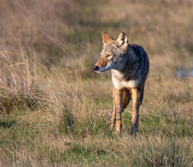 Coyote (Canis latrans) in a wet meadow, Galveston, Texas, USA.