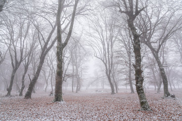 Winter forest,  snow covered bare trees