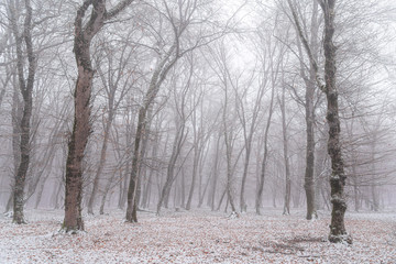 Obraz premium Winter forest, snow covered bare trees