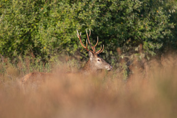 Red deer stag (Cervus elaphus)