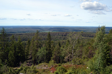 Forest on a summer day in Central Norway