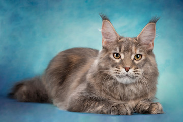 Maine Coon on a blue background isolated