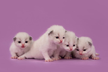 Little kittens on pink background