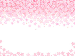 舞い落ちる桜_赤ピンク