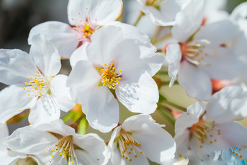 Fototapeta na wymiar Beautiful cherry blossom or sakura in japanese in spring time.