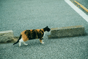猫