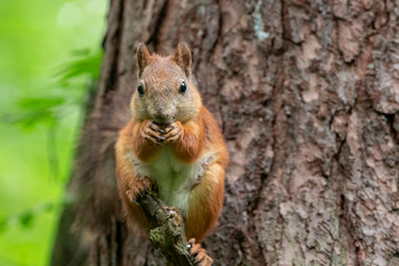 Naklejka na ściany i meble Red Squirrel standing on the branch of a tree in a forest. The red squirrel or Eurasian red squirrel (Sciurus vulgaris) is a species of tree squirrel in the genus Sciurus common throughout Eurasia. 