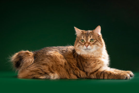 kurilian bobtail in green background