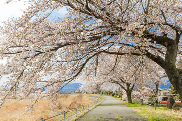 Beautiful cherry blossom , sakura and  a country road  in spring day with  blue sky  background