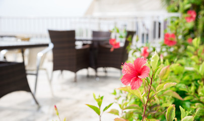 おしゃれなカフェに咲くハイビスカス