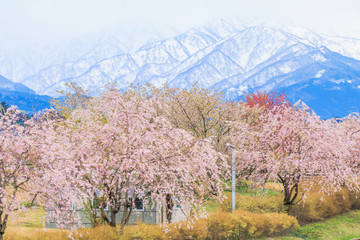 Cherry blossom trees or sakura  in the town of Asahi , Toyama Prefecture  Japan.