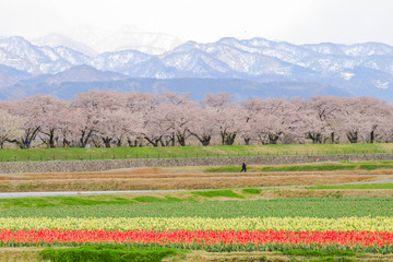 cherry blossom trees or sakura  with the  Japanese Alps mountain range in the background , the town of Asahi in Toyama Prefecture  Japan.