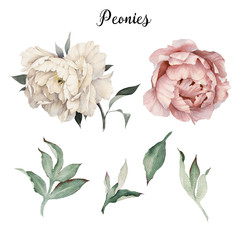 Peonies and leaves, watercolor, can be used as greeting card, invitation card for wedding, birthday and other holiday and  summer background - obrazy, fototapety, plakaty