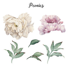 Peonies and leaves, watercolor, can be used as greeting card, invitation card for wedding, birthday and other holiday and  summer background © ola-la