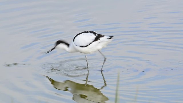 Tracking shot of pied avocet foraging in shallow water of coastal salt marsh