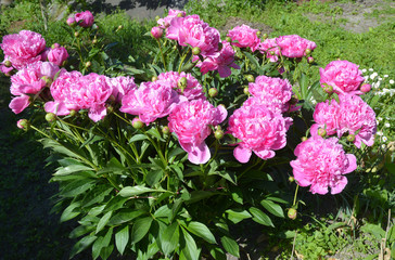  Peonies: Peony Bush, Peony Care, Growing Peonies Flowers in the Garden