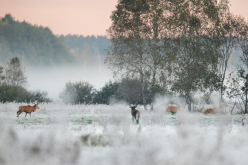 Red deer stag (Cervus elaphus)