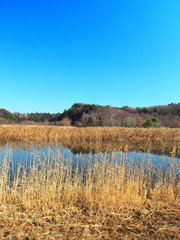 池のある冬の21世紀の森と広場風景