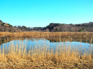池のある冬の21世紀の森と広場風景