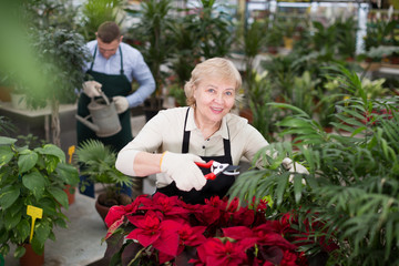 Adult woman is pruning blooming flowers on her work place