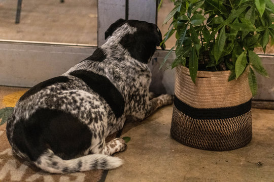 Dog Staring Out Of The Window