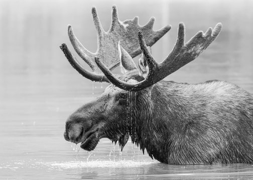 Bull Moose in Lake. Black and White Treatment. Shiras Moose in Colorado. Shiras are the smallest species of Moose in North America