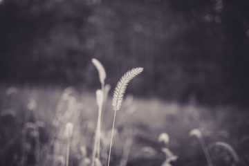 Beautiful tall plant in field in rural North Carolina with bokeh in black and white