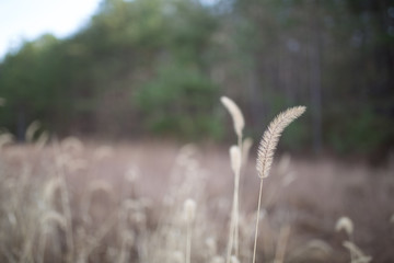 Beautiful tall plant in field in rural North Carolina with colorful bokeh