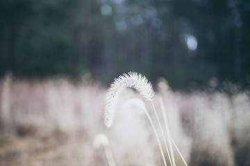 Fototapeta premium Beautiful tall plant in field in rural North Carolina with colorful bokeh