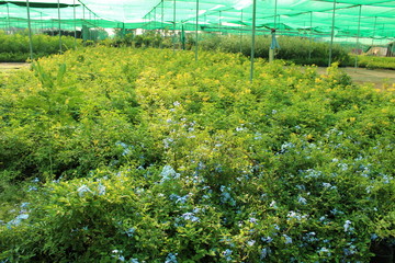 Plants in Nursery