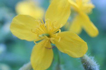 yellow spring wildflower macro photography