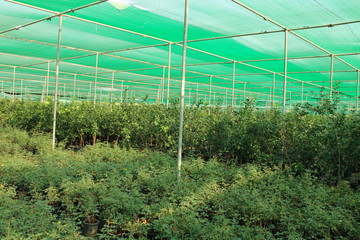 Obraz premium Plants in Nursery