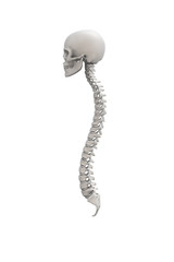 Anatomical illustration over a light background. Skull and spine.