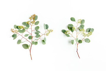 Set of eucalyptus leaves and eucalyptus branches with fruits in the form of berries on white background. Flat lay, top view. floral concept