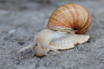Helix pomatia - edible snail, macro.