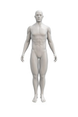 Male body anatomical illustration over a light background.